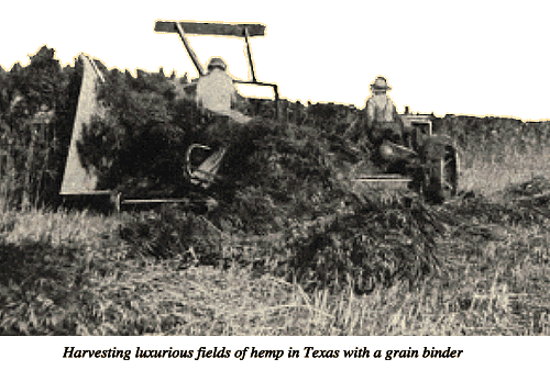 Harvesting luxurious fields of hemp in Texas with a grain binder